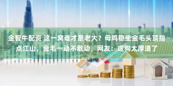 金智牛配资 这一窝谁才是老大？母鸡稳坐金毛头顶指点江山，金毛一动不敢动，网友：这狗太厚道了